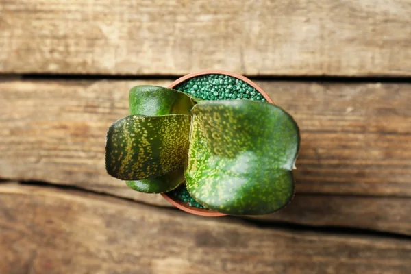 Kleine succulente in pot — Stockfoto