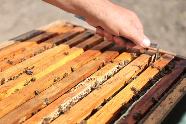 Männerhand mit Bienenwabe aus Bienenstock — Stockfoto