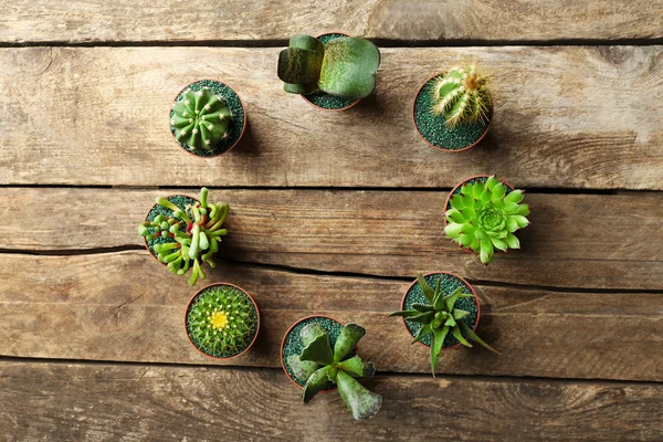 Yuvarlak kaktüsler ve succulents tencere yapılmış — Stok fotoğraf