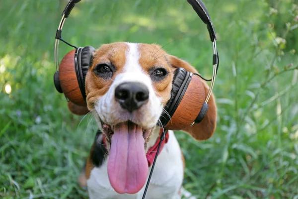 Hond met koptelefoon op groen gras — Stockfoto