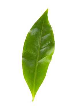 Yeşil kahve yaprak