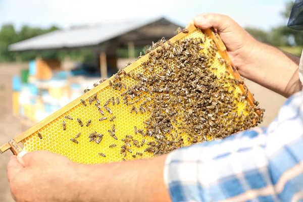 Man holding frame with honeycomb — Stock Photo, Image