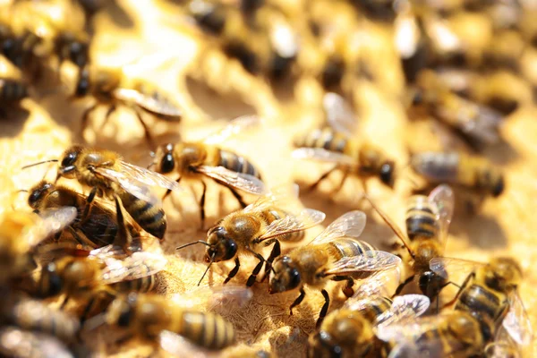 Kaptár közelében dolgozó méhek — Stock Fotó