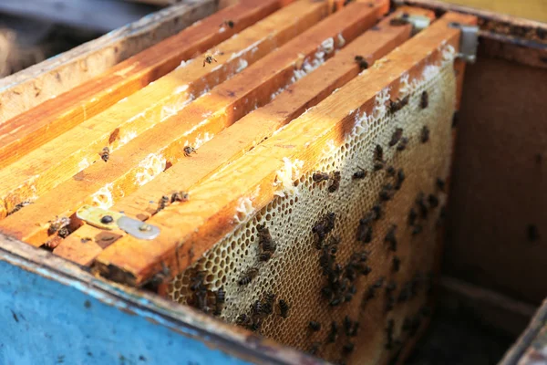 Honeycombs and bees in hive — Stock Photo, Image