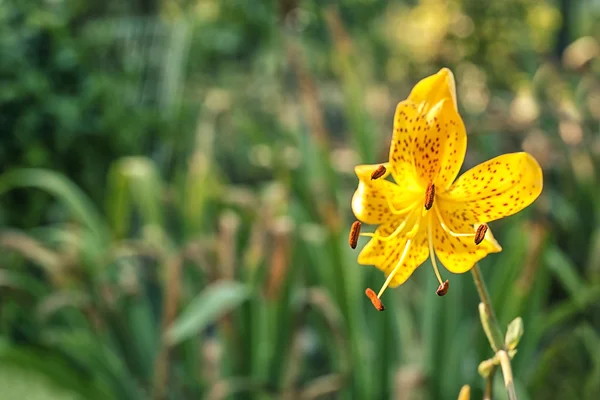 Vacker blomma i trädgården — Stockfoto