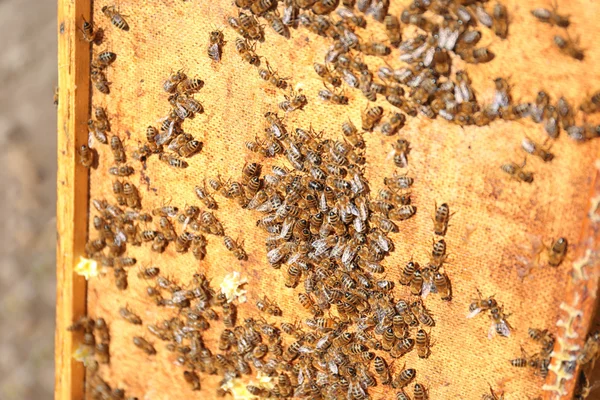 Bienenschuss auf der Wabe — Stockfoto