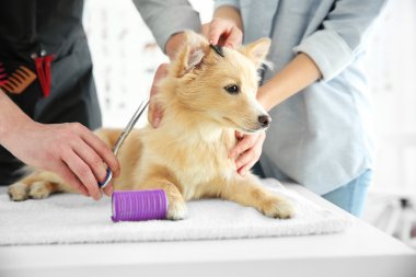 köpek Spitz damat Salonu
