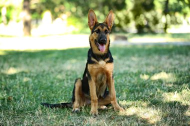 Alman çoban köpeği. 