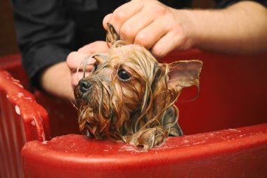 Köpek Kuaför yıkama köpek 