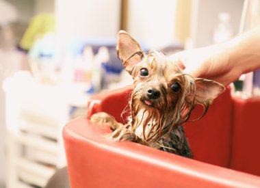 Yorkshire terrier alarak banyo