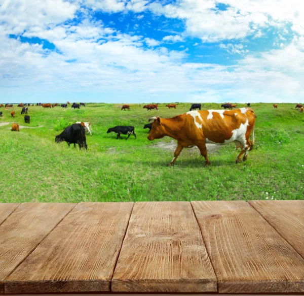 Wooden board and cows — Stock Photo, Image