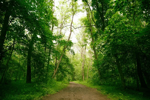 緑の森への道 — ストック写真