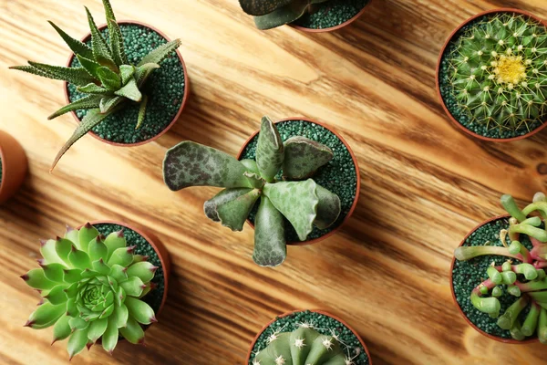 Kaktüsler ve succulents tencere — Stok fotoğraf