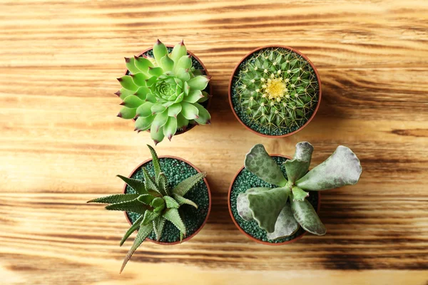 Pequeños cactus y suculentas en macetas — Foto de Stock