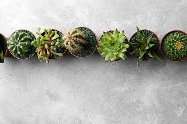 Cacti e succulente in vaso — Foto Stock