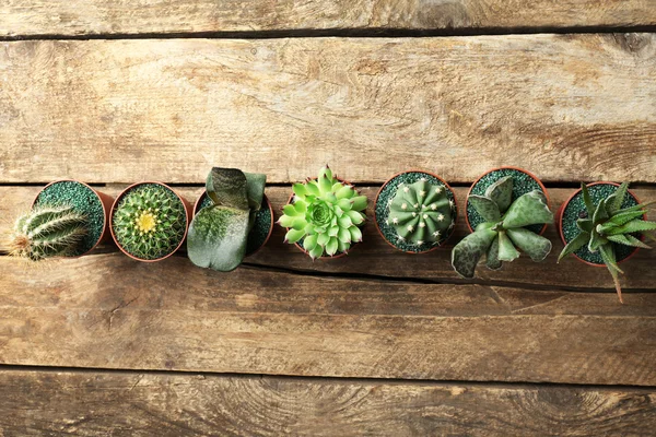 Cactus y suculentas en macetas — Foto de Stock