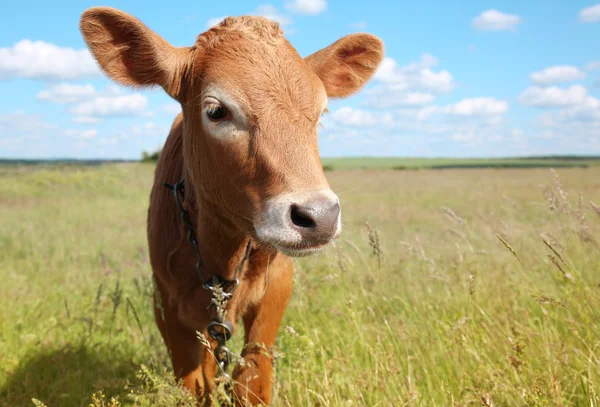 Vitello giovane su campo verde — Foto Stock