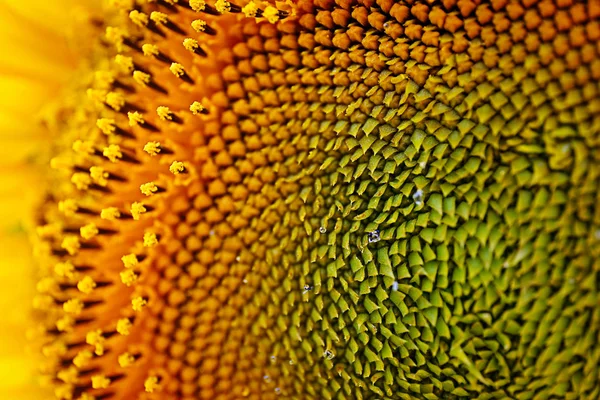 Bright sunflower on field — Stock Photo, Image