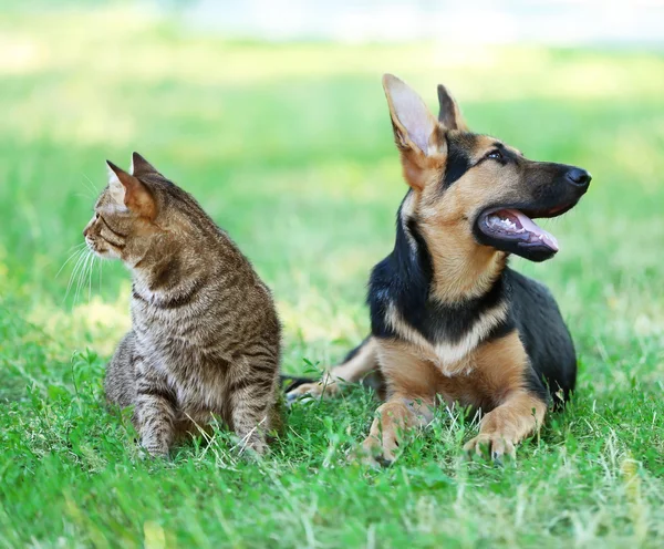 Собака и кошка на зеленой траве — стоковое фото
