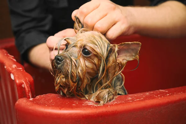 Parrucchiere canino lavaggio cane — Foto Stock