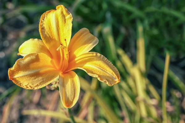Vacker gul blomma — Stockfoto