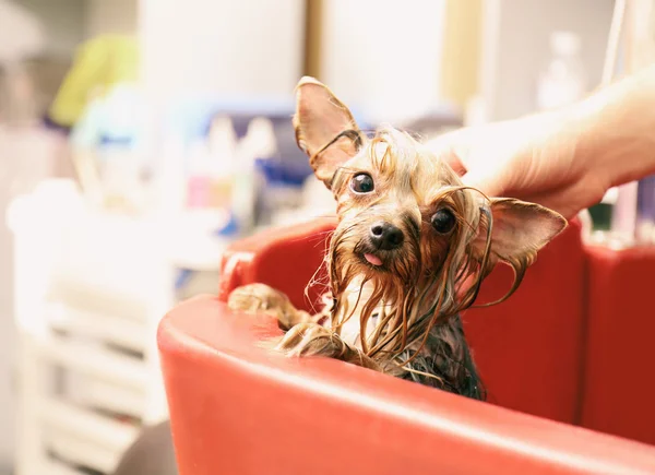 Yorkshire terrier véve fürdő — Stock Fotó