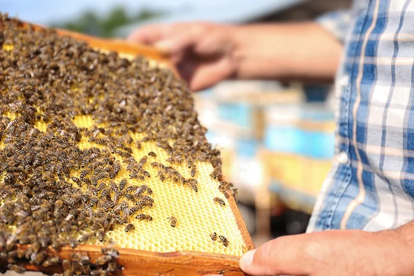 Kader van het bedrijf van de man met honeycombs — Stockfoto