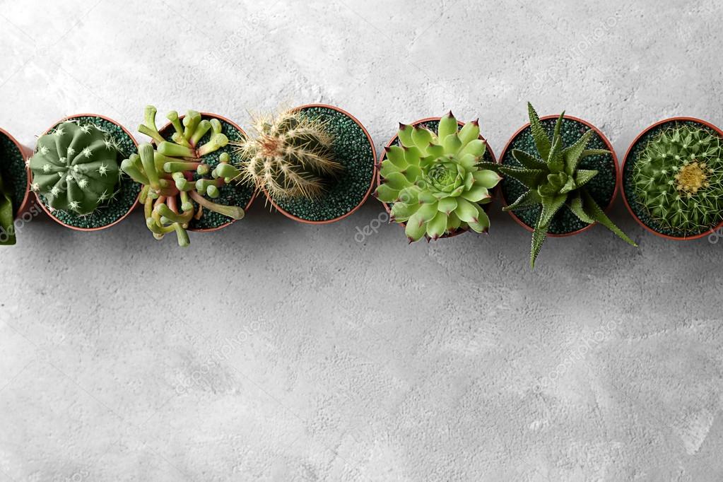 Cacti and succulents in pots 