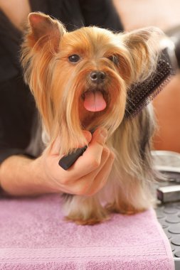 Yorkshire köpek salonda