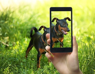 köpek bir smartphone cep telefonu ile fotoğraf