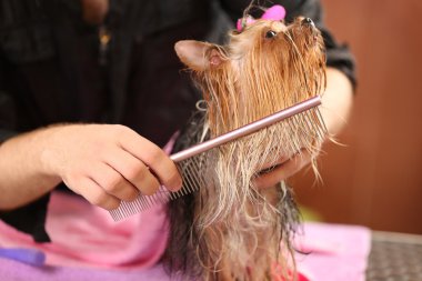 Yorkshire köpek bakım 