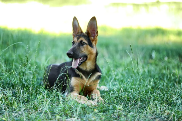 Pastor alemán perro — Foto de Stock