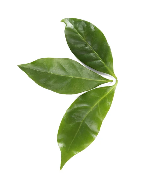 Зеленые листья кофе — стоковое фото