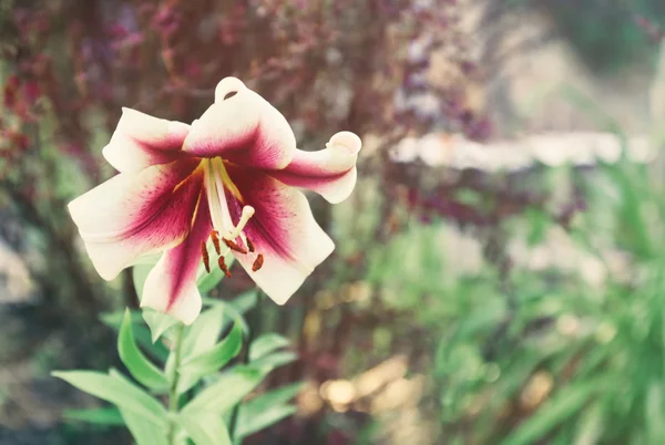 Schöne Blume aus nächster Nähe — Stockfoto