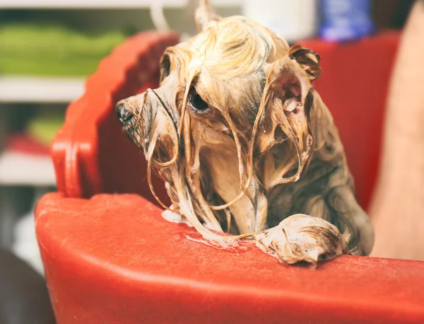 Симпатичная собака в салоне — стоковое фото