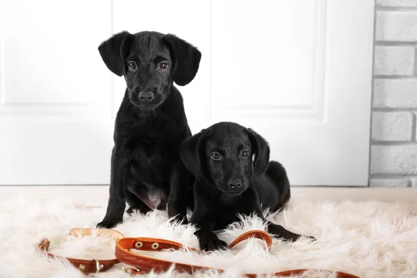 Słodkie szczeniaki labrador — Zdjęcie stockowe