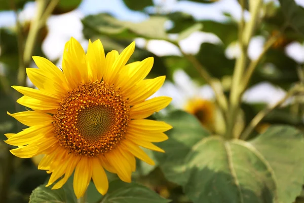 Hermoso girasol en el campo — Foto de Stock