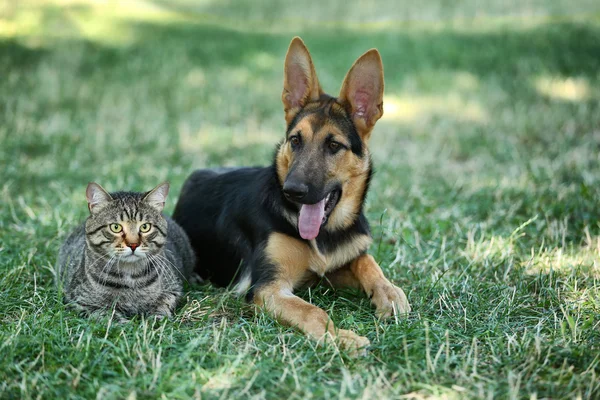 Bonito cão e gato — Fotografia de Stock