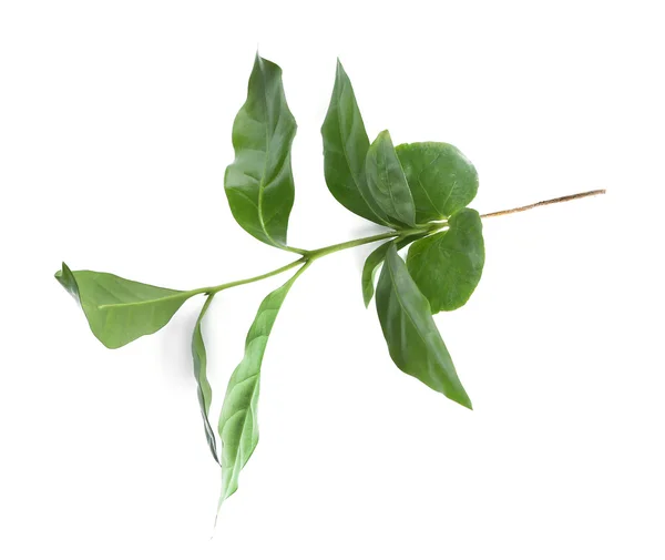 Green coffee leaves — Stock Photo, Image