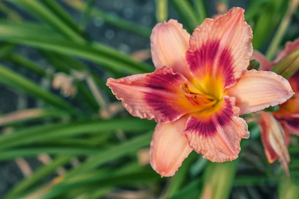 Vacker rosa blomma — Stockfoto