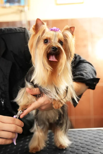 Собачий парикмахер стрижет собачьи ногти — стоковое фото