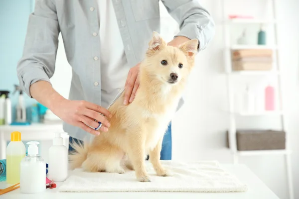 Spitz på groomer salong — Stockfoto