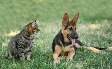 Şirin kedi ve köpek 