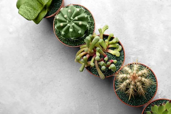 Cactus y suculentas en macetas — Foto de Stock