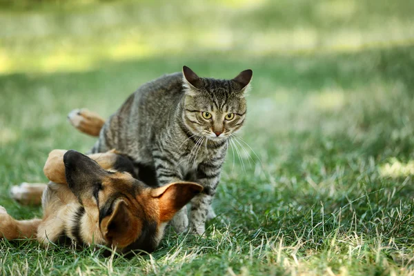 Lindo perro y gato — Foto de Stock