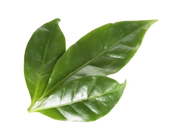Liście zielone kawy — Zdjęcie stockowe