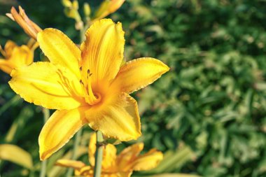 güzel sarı çiçek