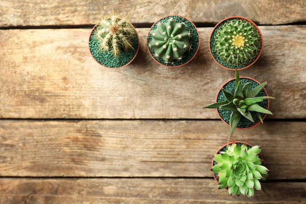 Cactus y suculentas en macetas —  Fotos de Stock