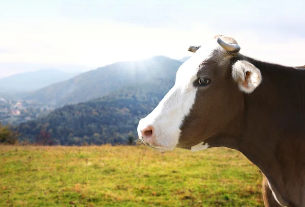 牛在草地上的肖像 — 图库照片