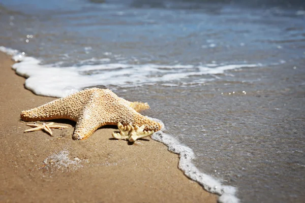 Starfishes na praia de areia — Fotografia de Stock